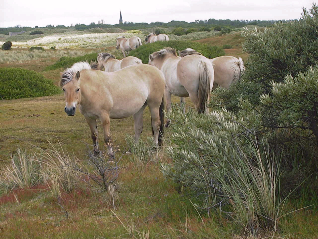 Paard_s.jpg (682056 bytes)